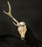 One Horn - Deer Skull, Tasmanian Shells